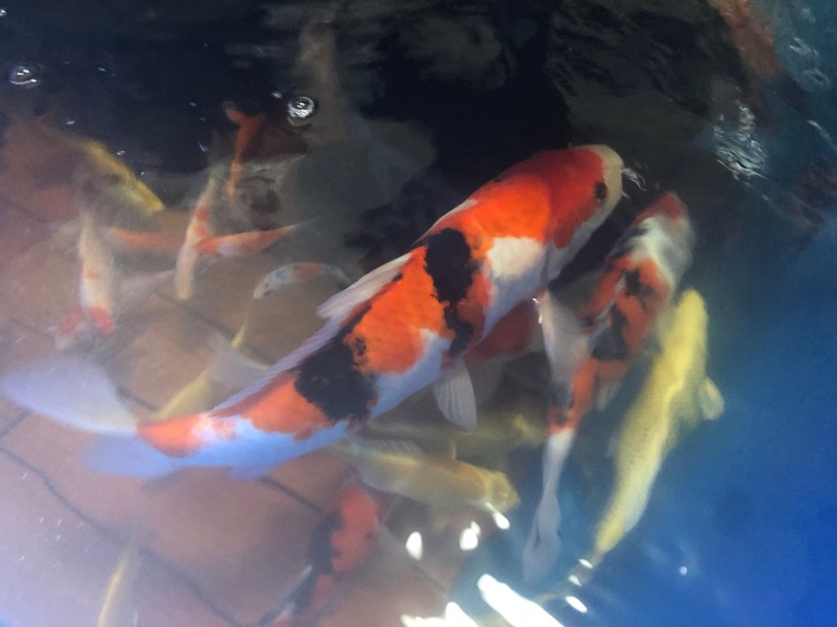 AD299ADA-21D6-49B4-B139-186E3BDD7FDC