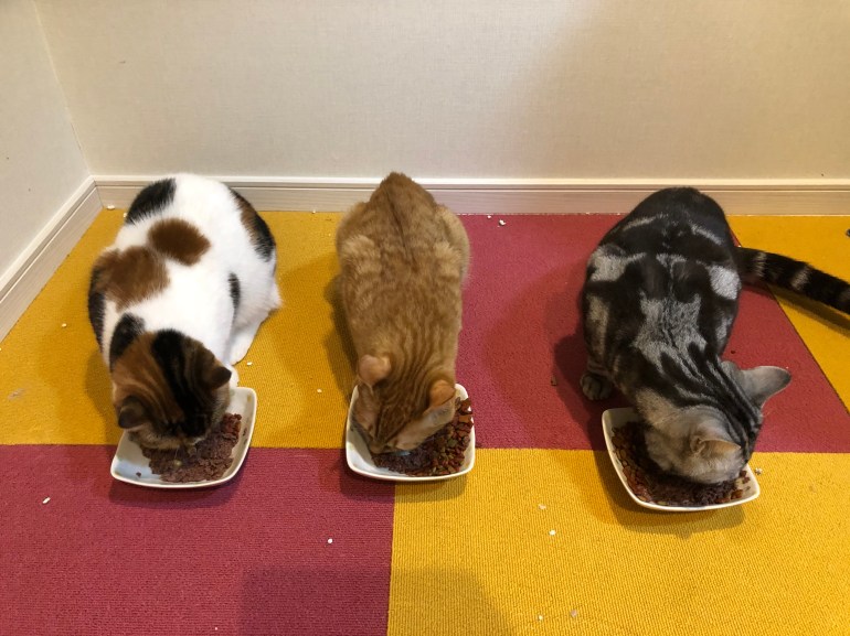 1FB6F47A-9D51-4726-8851-DF3ABAD67002