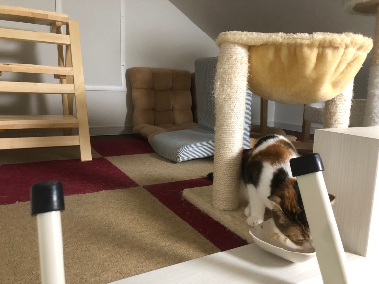 6EF89D16-B0B1-439D-830B-D878EFB3E638